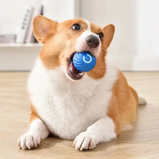 Smart Bouncing Pet Ball – USB Rechargeable Interactive Toy